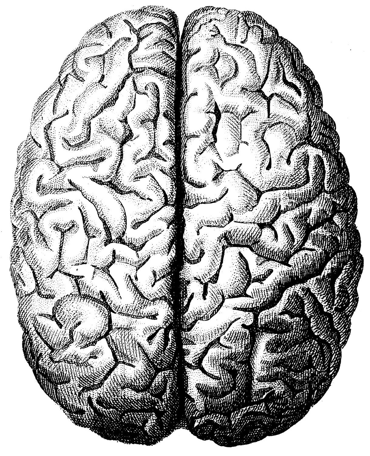 Второе полушарие мозга. Мозг вид сверху. Человеческий мозг вид сверху.