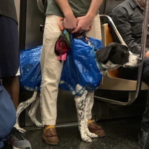 large dog in an IKEA bag on New York subway