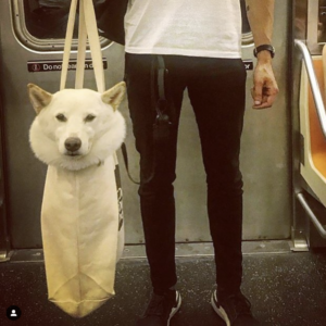 white dog in bag on New York subway
