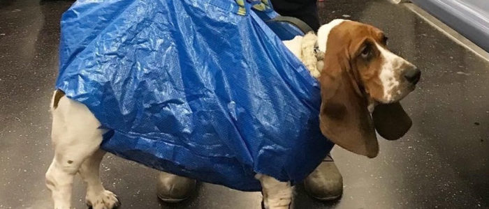 Basset Hound in an IKEA bag New York Subway