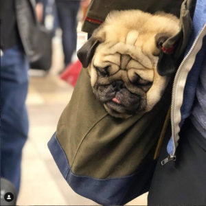 pug in bag on subway